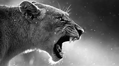 Free picture: hunter, lion, animal, photography, feline, fur