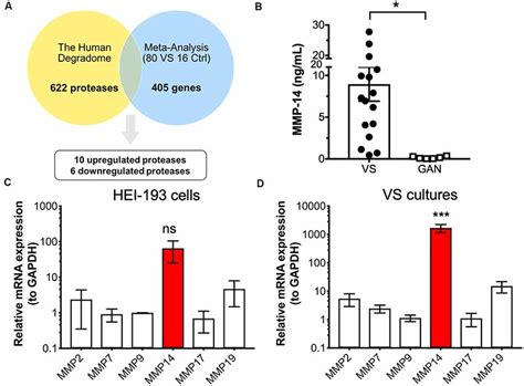 Frontiers Mmp Mt Mmp Is A Biomarker Of Surgical Outcome And A