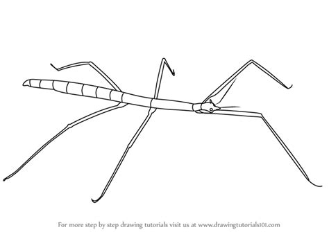 How To Draw A Stick Bug At How To Draw