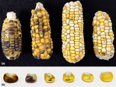 R Nj Expression In Sweet Corn Hybrid Donors Pollinated By The Rws Gfp