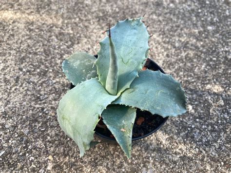 Agave Havardiana Winterhart Kaufen Auf Ricardo