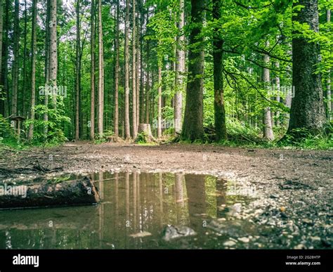 Small Puddle Between Tall Trees With Thin Trunks In The Forest Captured