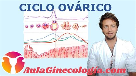 Correlación entre Temperatura Basal y Ovulación Bebetests