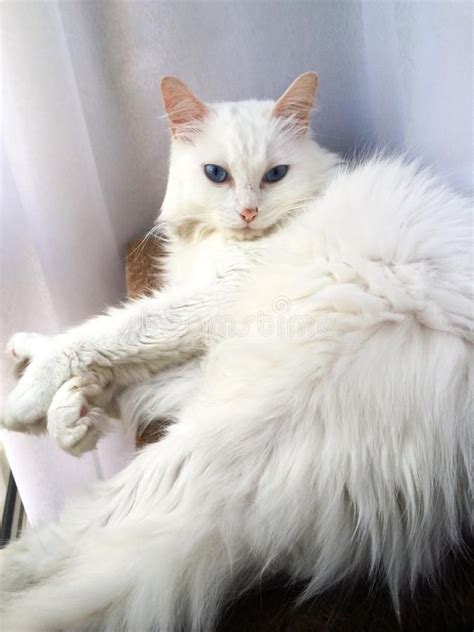 Stunning Female Turkish Angora Cat with Mesmerizing Blue Eyes