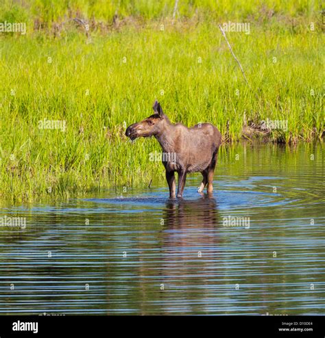 moose in Alaska Stock Photo - Alamy