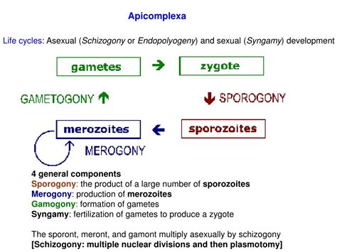 Ppt Biological Sciences 318 Parasitology Lab Apicomplexa Powerpoint Presentation Id9535102