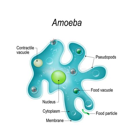 O Que Significa Ameba - Protozoario Ameba Holozoic Nutrition Wikipedia