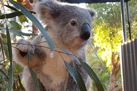 Feeding Taronga Zoo’s Koalas – Sydney Olympic Park Business Association