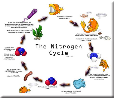 The Nitrogen Cycle by QuinapalusTheFool on DeviantArt