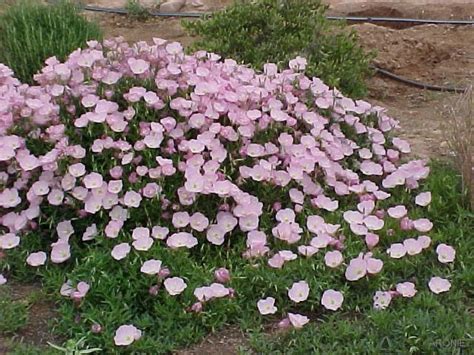 Pupalka Siskiyou Pink Outdoor Plants Garden Plants Colorful Flowers