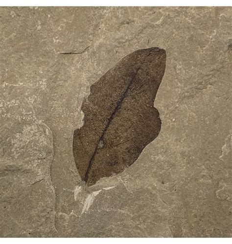 Fossils For Sale Fossils UK Eocene Fossil Ballon Vine Leaf From