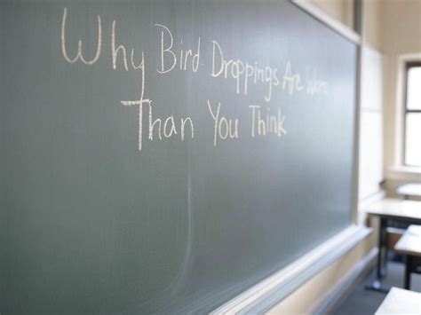 Why Bird Droppings Are Worse Than You Think – The Damage They Cause to ...