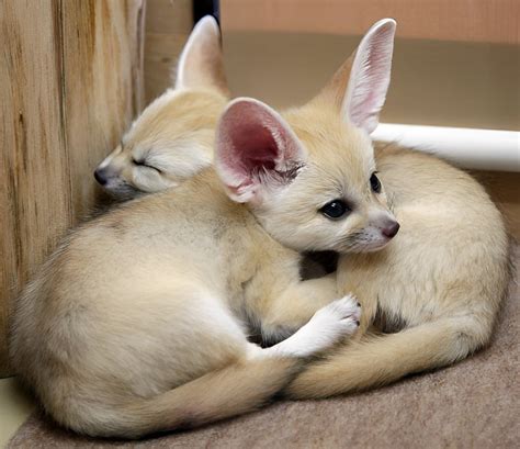 Baby fennec foxes : r/Eyebleach