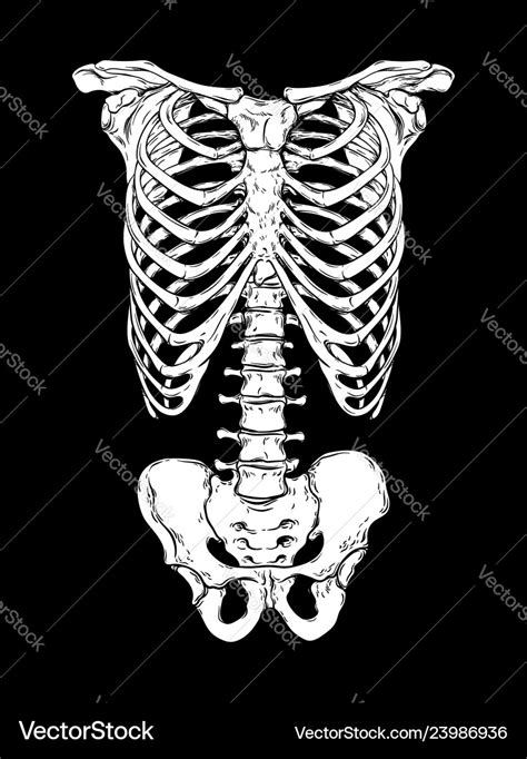 Human Anatomy Rib Cage Hip Bone Vector Images über 130