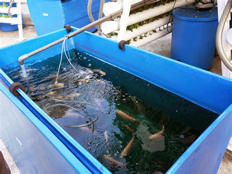 PinkyPiggu Comcrop Scape Singapore S First Rooftop Aquaponic Farm