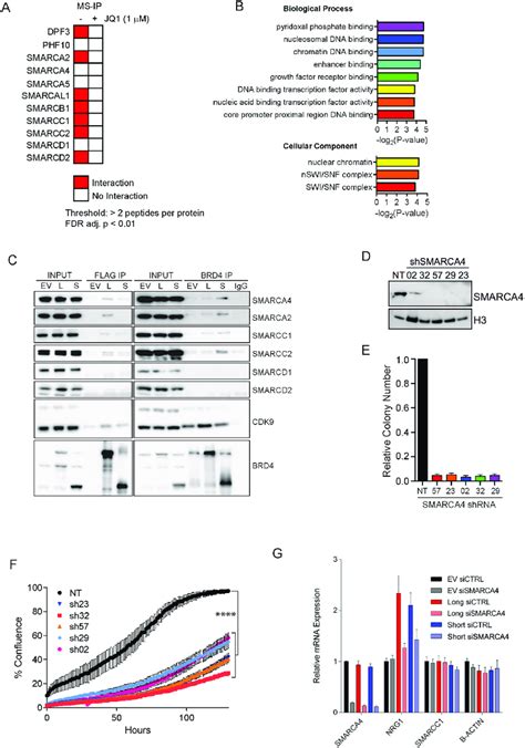 BRD4 SWI SNF Interaction Maintains NRG1 Expression And Is Necessary For