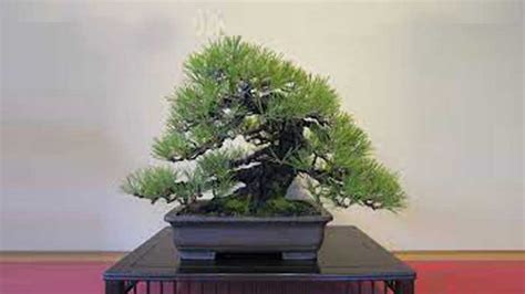 The Top Most Expensive Bonsai Tree Most Expensive Magazine