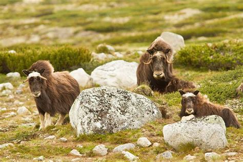 Musk Ox Animal Facts For Kids Characteristics And Pictures