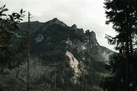 land  cut trees  stock photo