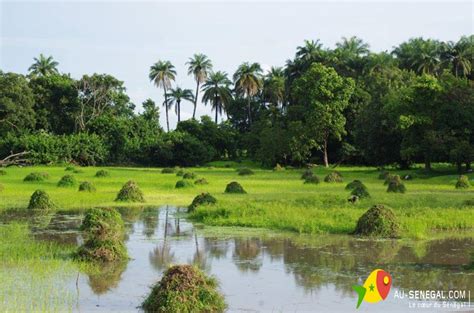 La D Couverte De La Basse Casamance Au S N Gal Le C Ur Du S N Gal