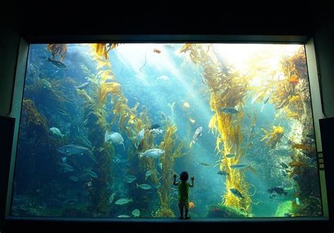 Best Wall Mounted Fish Tanks in 2024 (REVIEWS) • Fish Tank Advisor