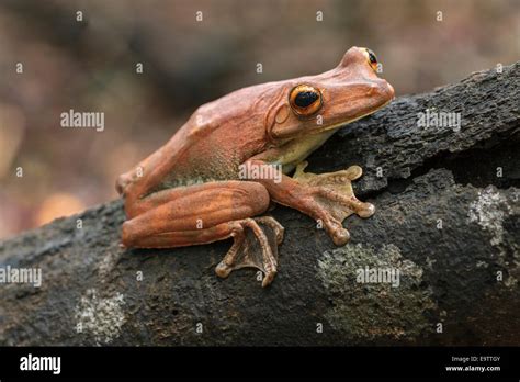 Top 127 Webbed Feet Animals Frog