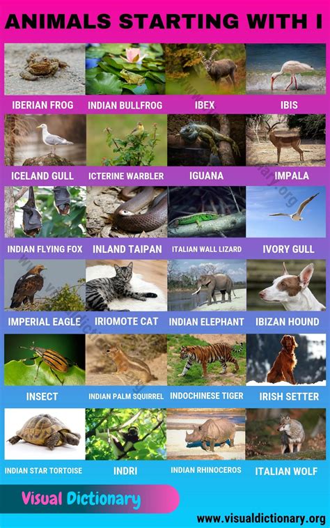 animal that starts w i