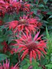 Monarda Gardenview Scarlet Gardenview Scarlet Bergamot Bee Balm