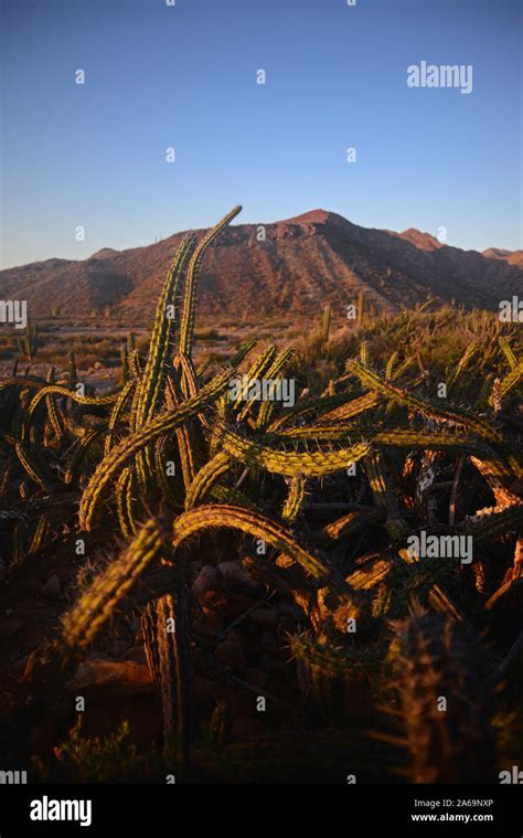 San esteban island fotografías e imágenes de alta resolución - Alamy