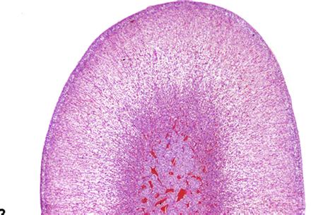 Adrenal Histology Diagram | Quizlet