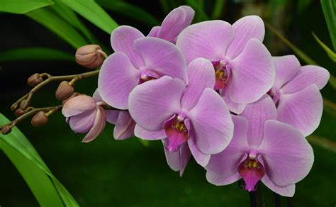 Dsc Purple Orchid Royal Adelaide Show Wayville Sou Flickr