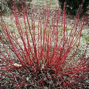 Isanti Red Twig Dogwood For Sale | The Tree Center