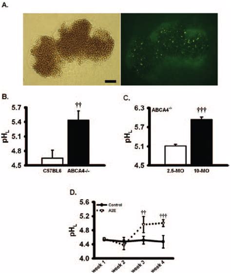 Figure From Restoration Of Lysosomal Ph In Rpe Cells From Cultured