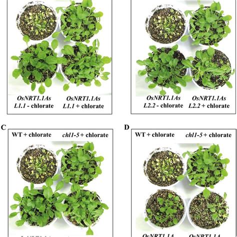 Arabidopsis thaliana wild-type (WT) plants, mutant chl1-5, and lineages ...