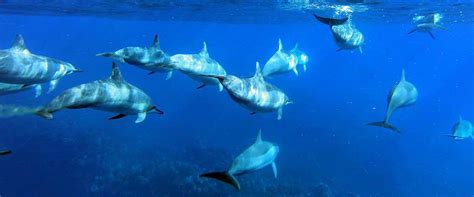 Maui Dolphin Tours