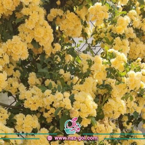 abshar tlayy mgtmaa tolydy gl  gyah nazgl mhlat