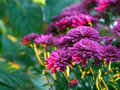 Free picture: purple, mums, flowers