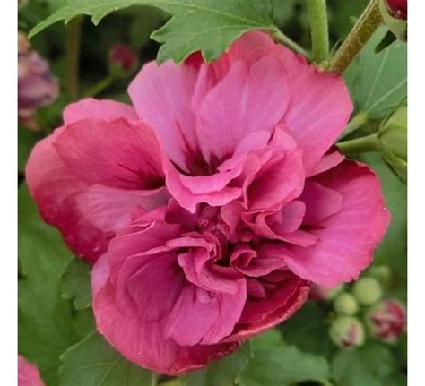 Hibiscus Syriacus Duc De Brabant Tuincentrum Pelckmans