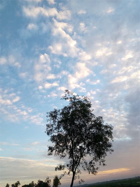 Tree Nature Clouds Free Photo On Pixabay Pixabay