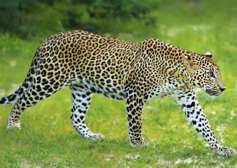 Amur Leopard Behavior - AnimalBehaviorCorner