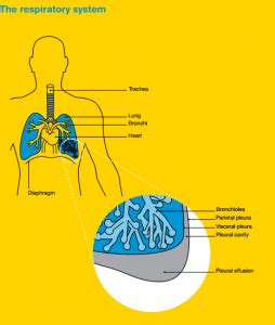 Pleura Function Structure Respiratory System - Unity Of ScienceUnity Of ...