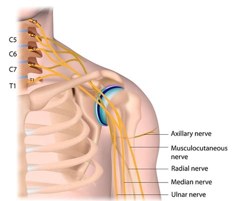 Median Nerve Anatomy - Median Nerve Anatomy Anatomy Drawing Diagram ...