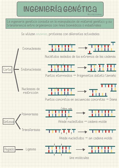 Esquemas Ingeniería Genética Biología 4º Eso Genética Biología Molecula