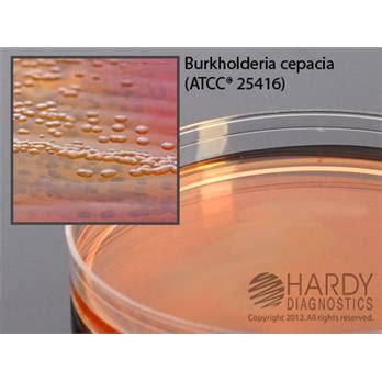 Bcsa Burkholderia Cepacia Selective Agar