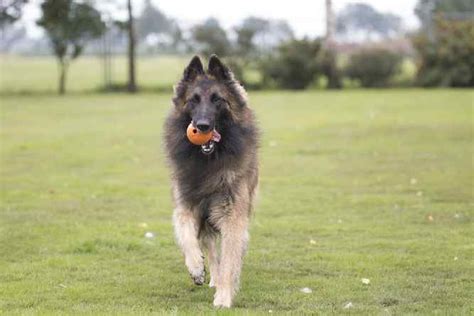 Belgian Tervuren Temperament and More (Puppies, Price, Breeders, etc)