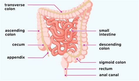 Large Intestine Functions Parts And Diagram