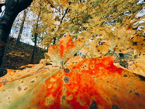 Close up of Autumn Leaves · Free Stock Photo