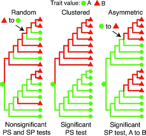 hypothetical phylogenetic trees   illustrate treetrait