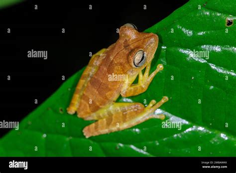 Mapa Tree Frog Boana Geographica En El Parque Nacional Del Manu