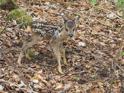 Calderdale Wildlife: Roe Deer Fawns